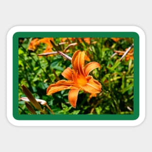 Tiger Lily Sticker